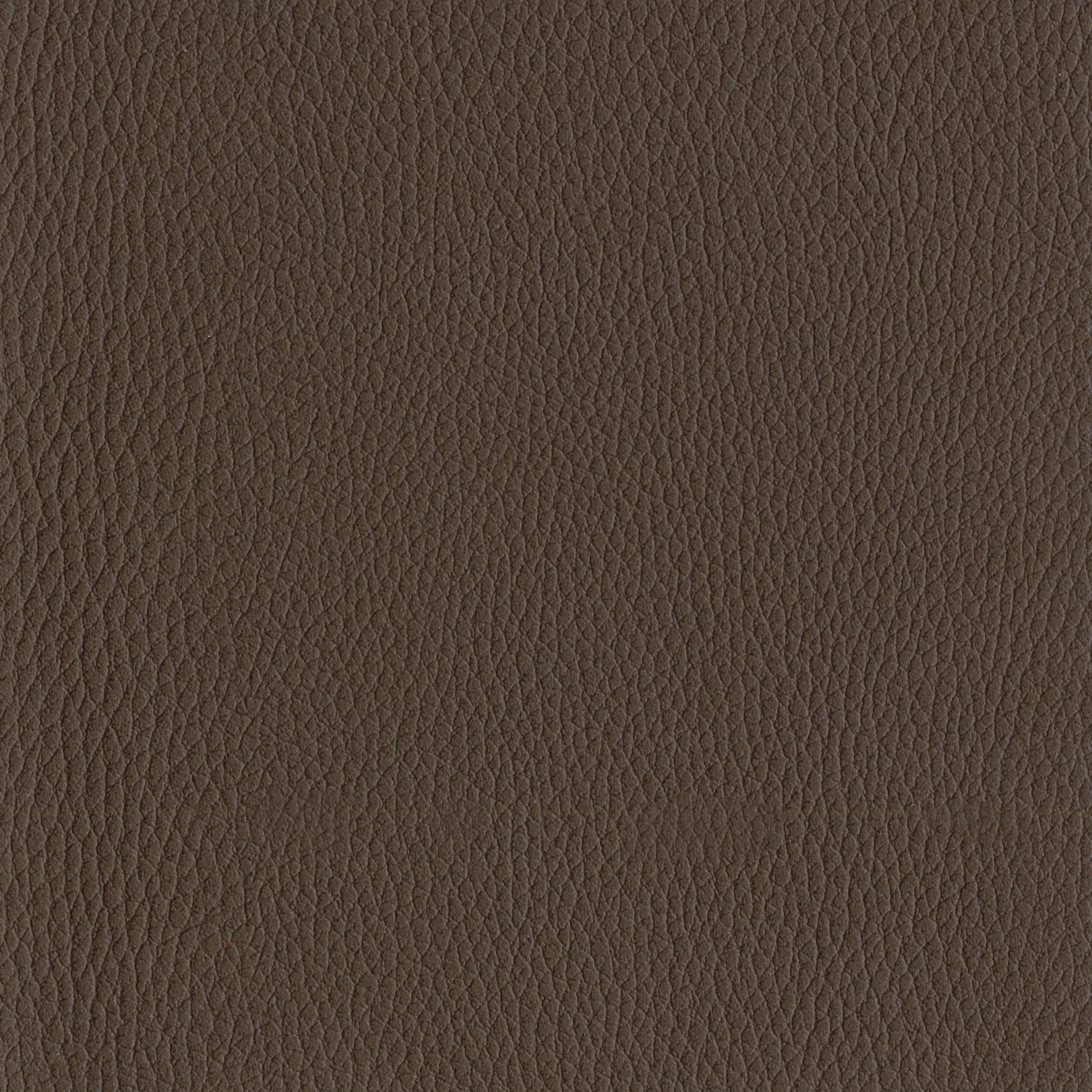 AMBLA Exmoor BURROW mittelbraun