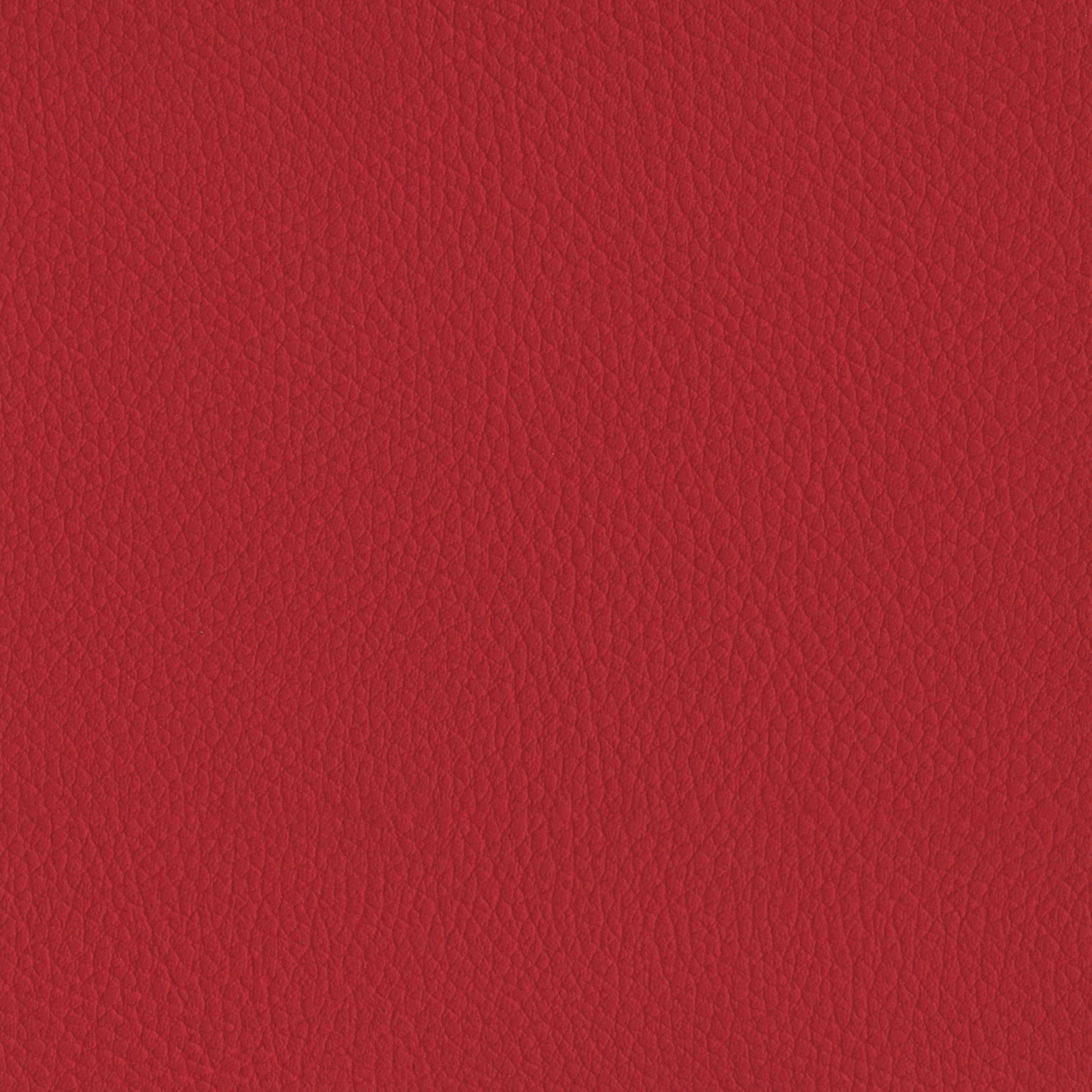 AMBLA Exmoor HORNER rot